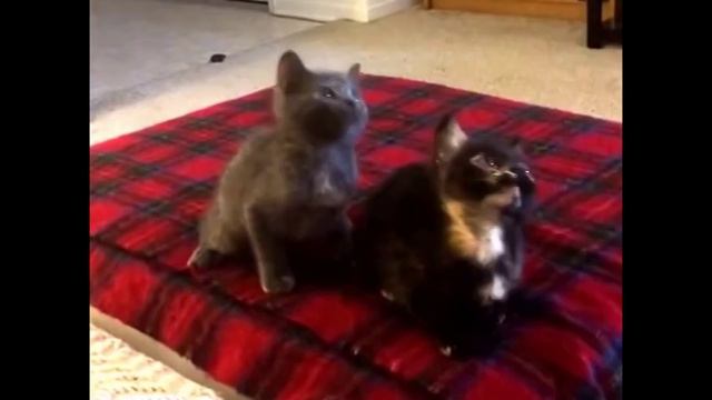 Котята танцуют под музыку💙🐾
