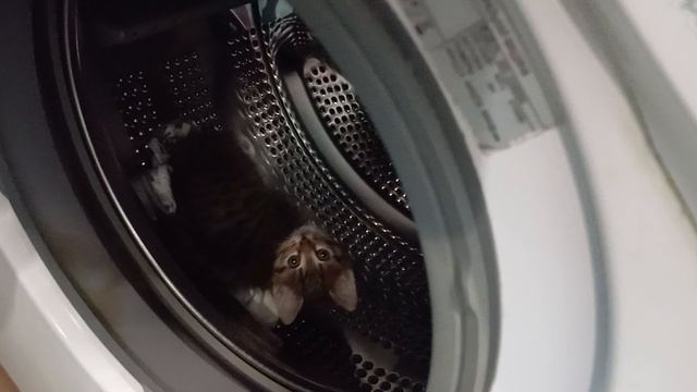 котенок спрятался