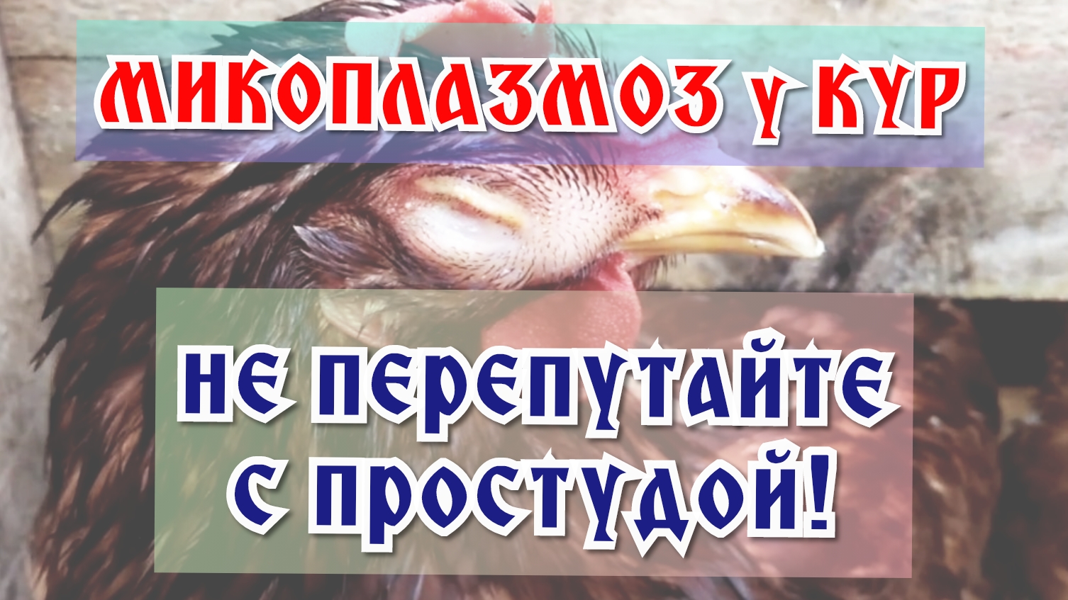 Микоплазмоз у кур - просто о сложном