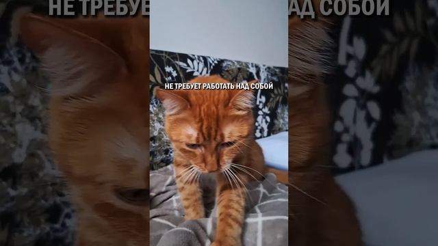 Почему коты лучше, чем бывшие? #кот #котик #кошка