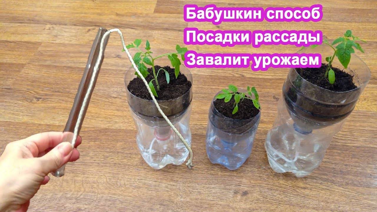 Забытый бабушкин способ посадки Рассады. Шикарный урожай обеспечен
