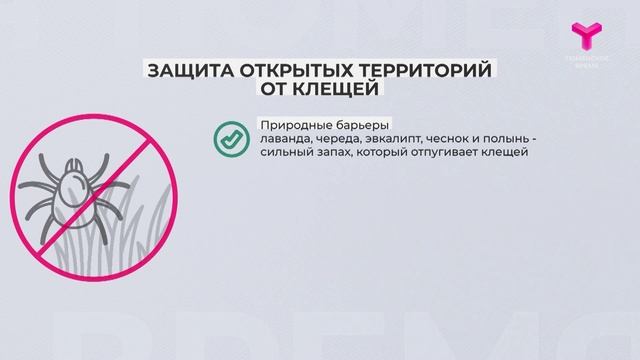 Чеснок против клещей