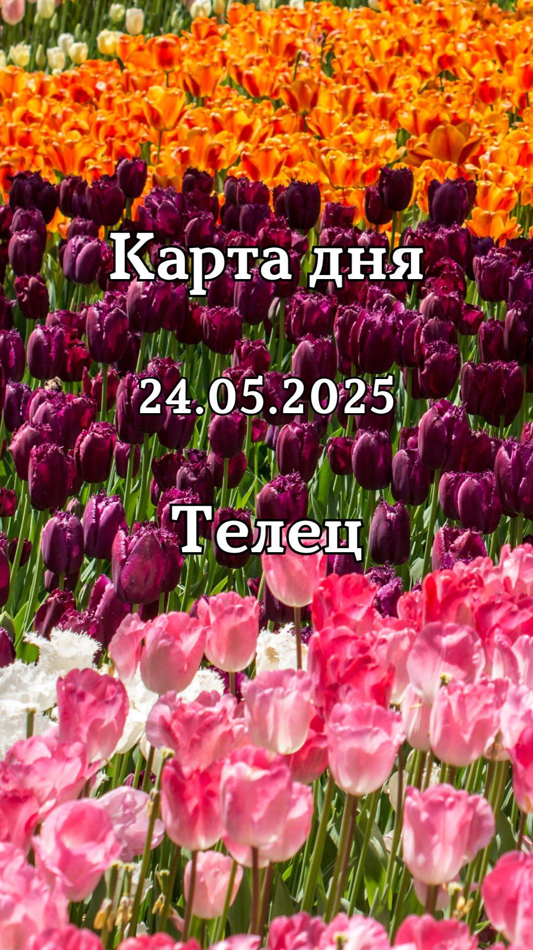✨Карта дня 24.05.2025 Телец