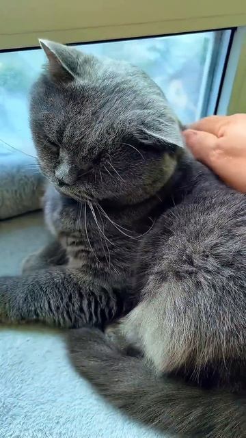 Котик заценил свой подарок только спустя 4 месяца. А мы уже было хотели его отдать...
