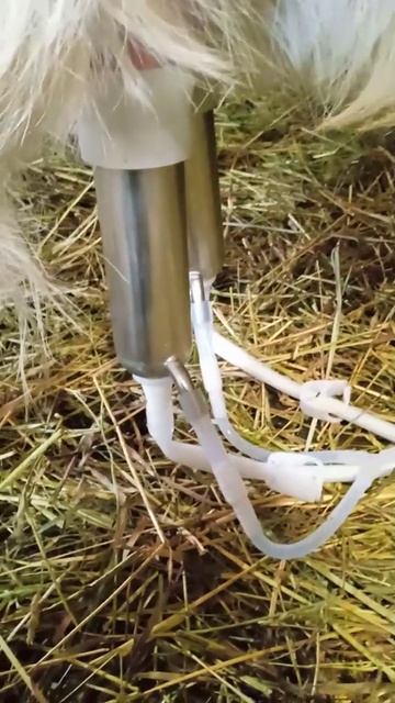 Отзыв на портативный доильный аппарат AGRI для коз