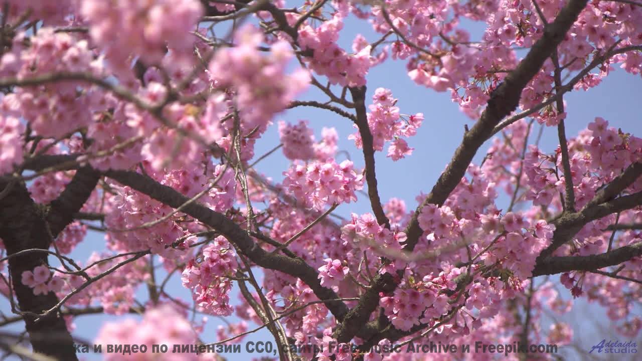 Эта мелодия программирует ваше подсознание - осторожно! - So Happy -- Scott Holmes Music -- Happy Ba
