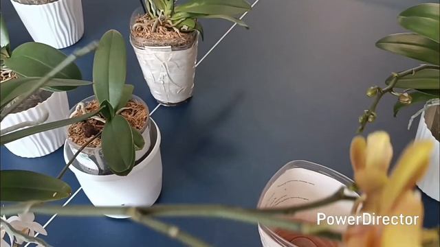 Цветут подростки орхидей от Son Ya🌺