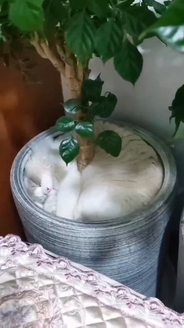 "Утеплитель" для цветов🌸