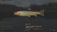 Fisher Online. Польша. Форель ручьевая Трофейное место