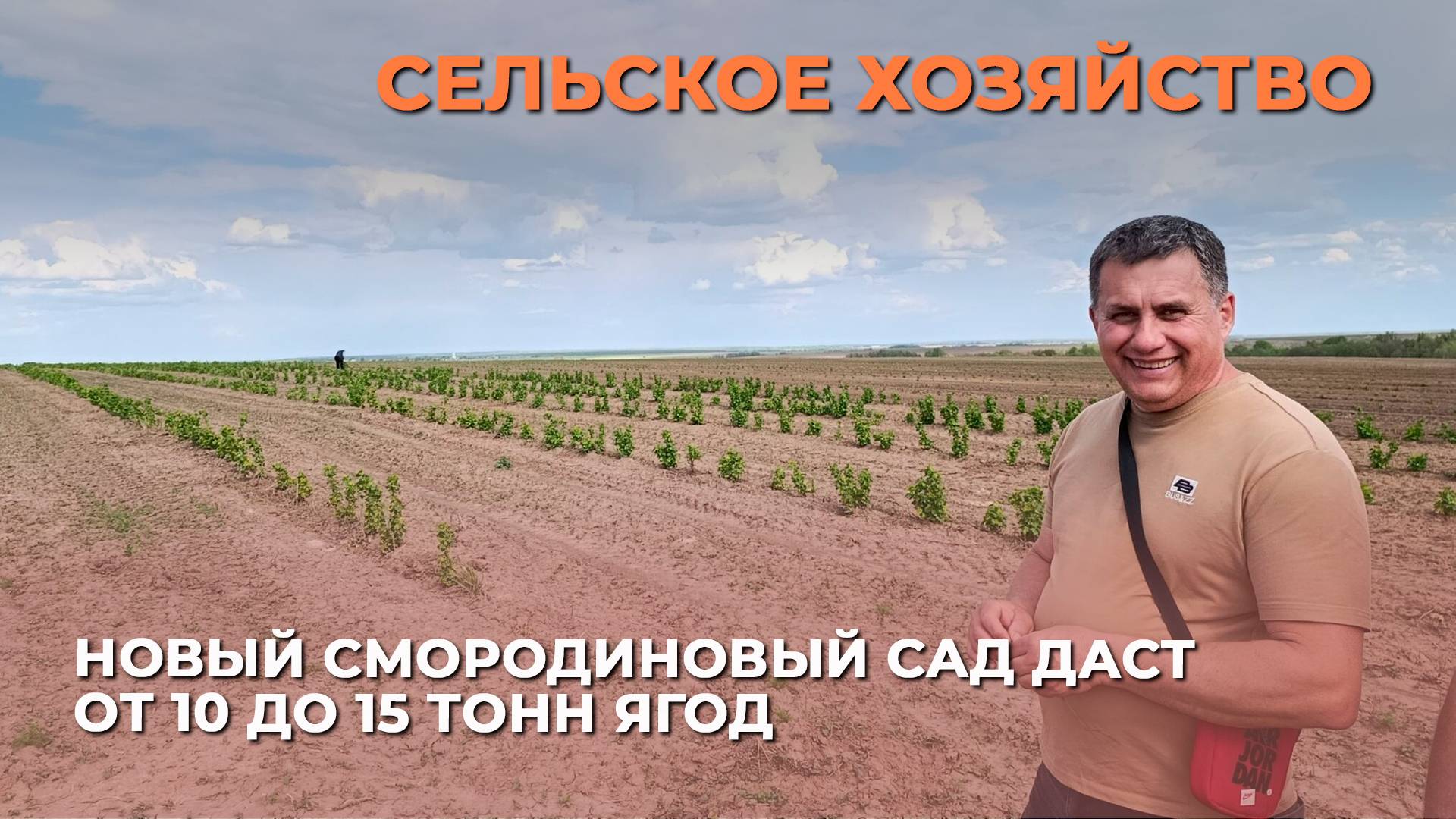 В Суздальском районе раскинулся смородиновый сад площадью 60 га