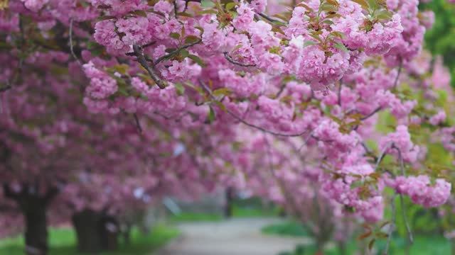 Успокаивает, восстанавливает нервную систему 🌿 Перестаньте думать, музыка для снятия стресса #9