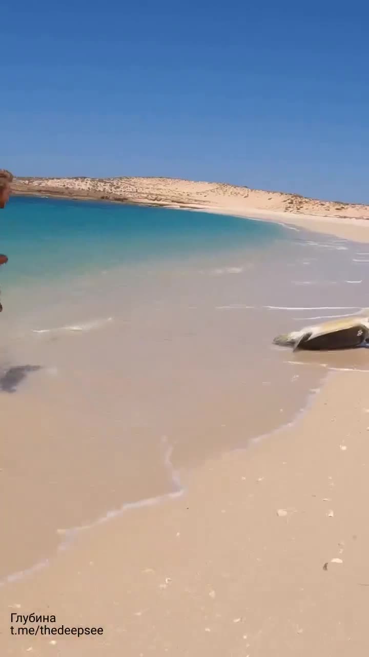 Спасение морской черепахи 🐢