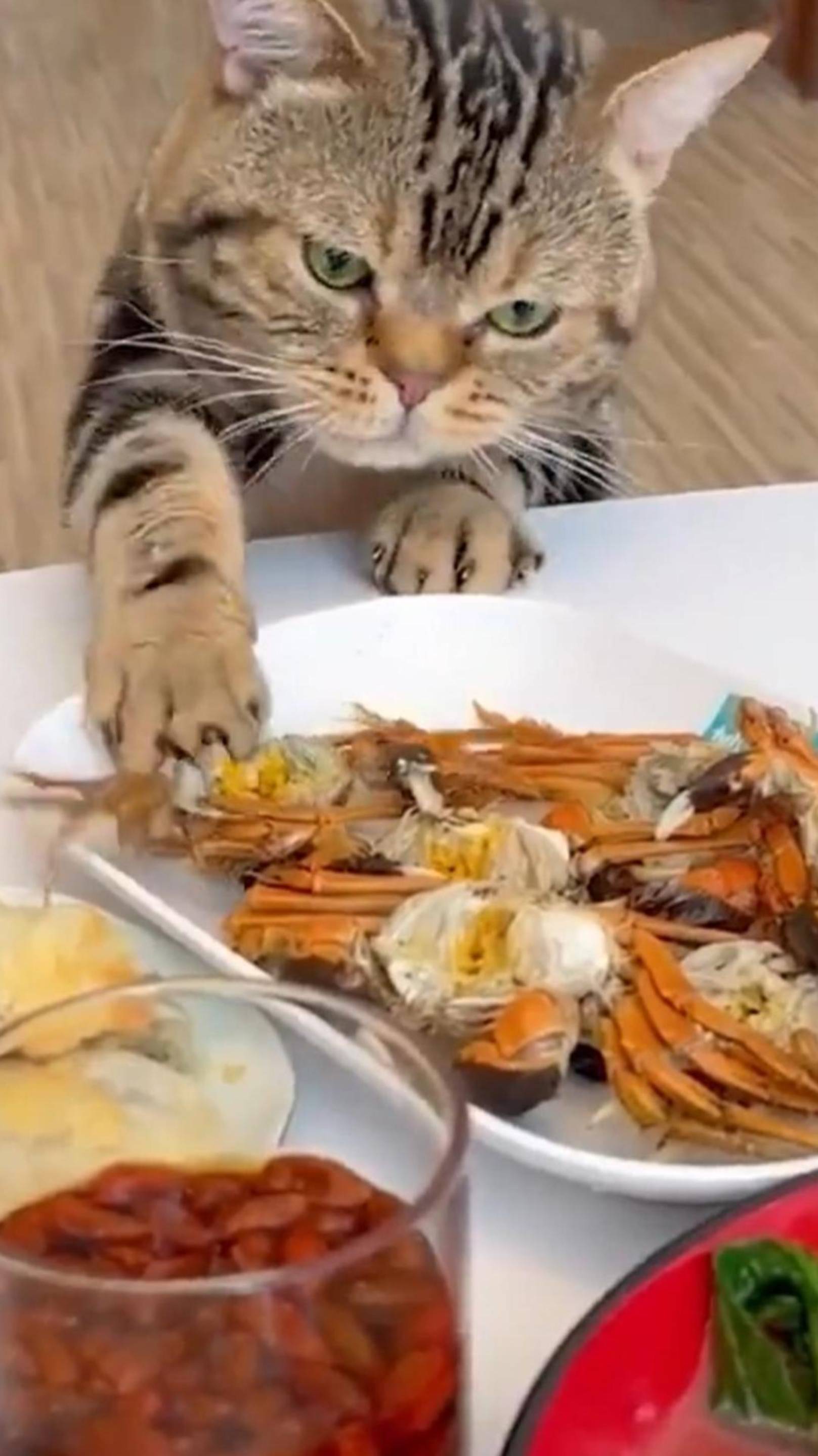 ПРАВДА, Правдаo! 😂 Ты меня Не ОБМАНЫВАЕШЬ 😲 #cat #юмор #озвучка