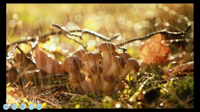 Вальс дождя🎧ОДЕВАЙТЕ НАУШНИКИ И ЗАКРОЙТЕ ГЛАЗА!! До с