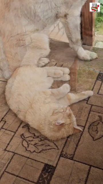 Рыжуля прибалдел под красивую песенку 🌞❤️😽🎶🐶