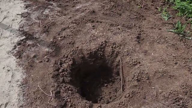 Песочные дорожки. Посадка деревьев. Уборка мусора на Даче.