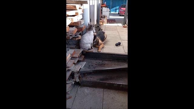 Собака. Кот. Том и Кос.