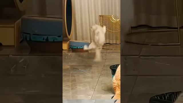 &. Милые животные