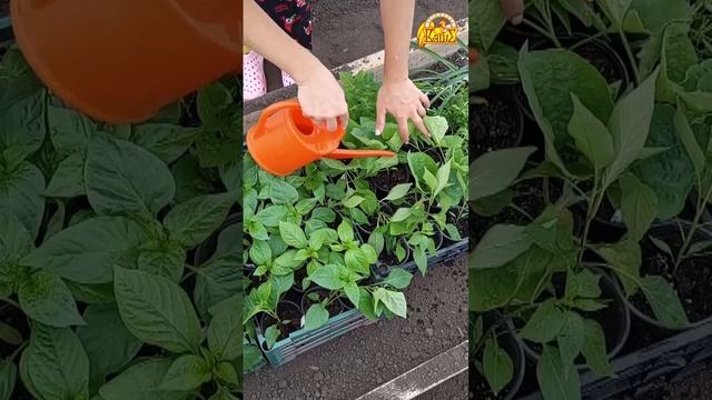 45. Закаливание рассады