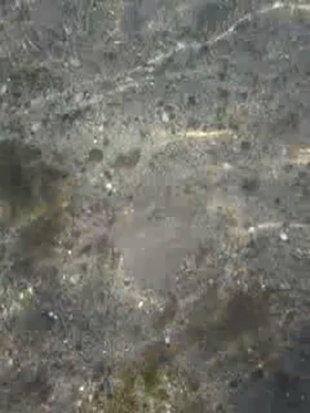 MEDUSAS EN AGUA CLARA