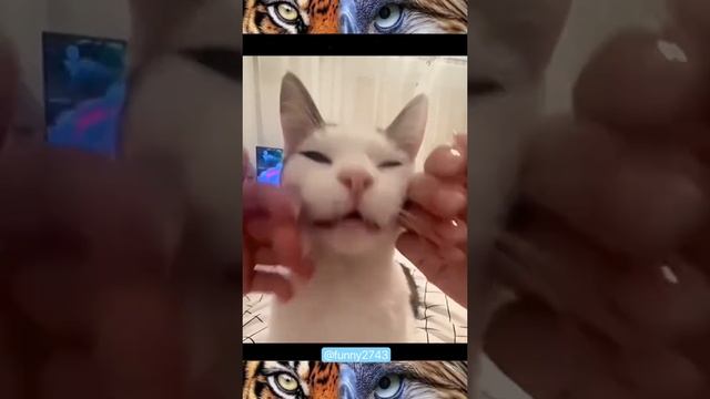 вот почему у котов 9 жизней