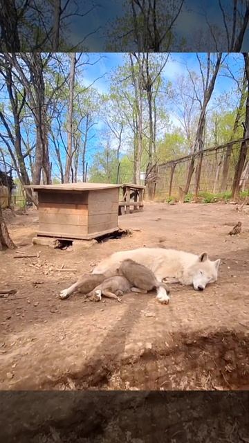 Пополнение в зоосаде. Полярные волки Шелдон и Герда стали родителями.