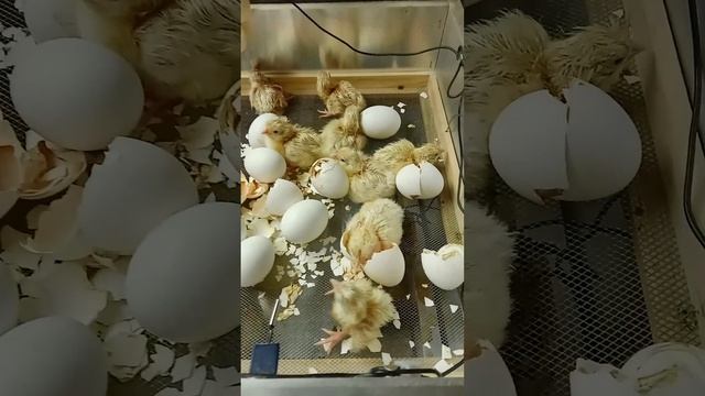 🐤