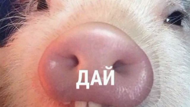 🤡Любимый вид спорта хохлов - «ДАЙ».