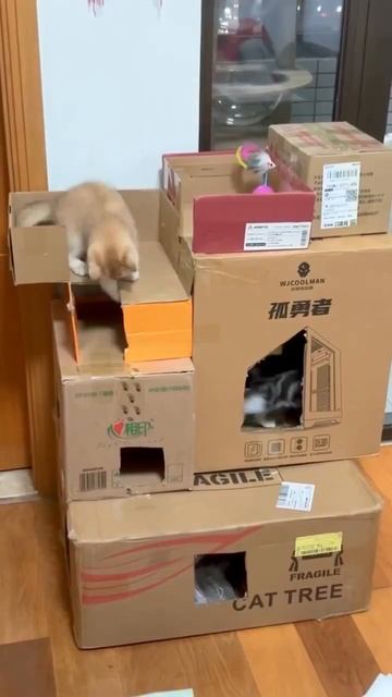 Малыши играют 🐈 ❤️ 🥰 😻