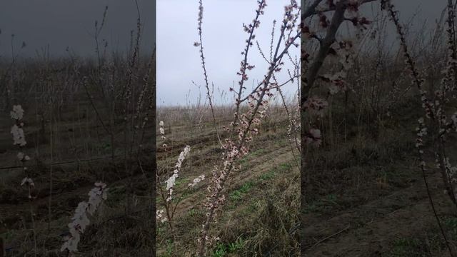 Rubista o'rigi. Baxorgi sovuqlarga chidamliligi va ortiqcha namlikning ta'siri. абрикос ру