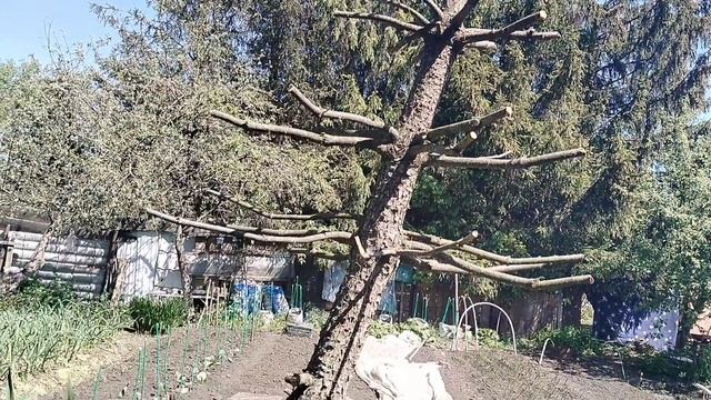 Купила я себе Клематис,а что с ним делать ума не приложу.Часть 1.