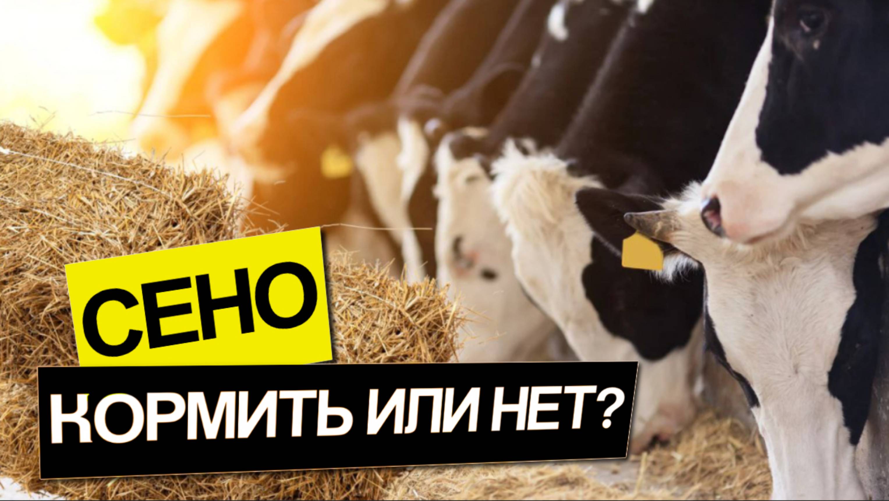 Сено. Кормить или нет?