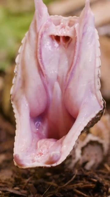 Габонская гадюка