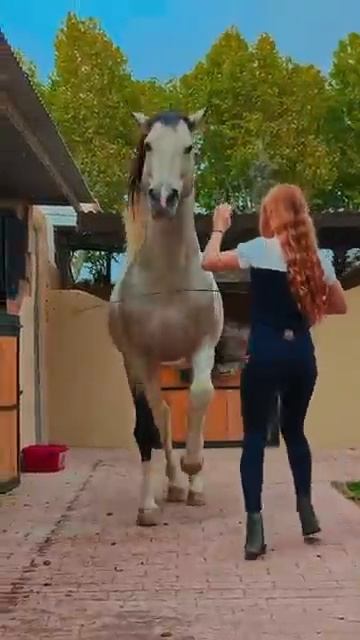 #ترند_خيل #youtubeshorts #horse #usa #upsc #shortvideo #يوميات_ترند #horselover #horse