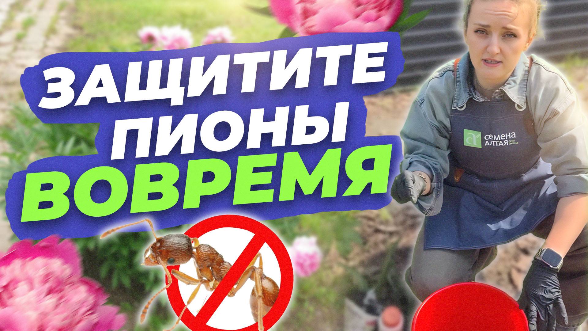 ЗАЩИТИТЕ ПИОНЫ ВОВРЕМЯ