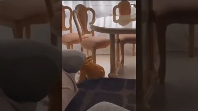 really_man.mp4
