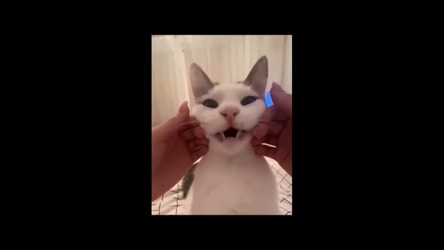 КОТ ФРАНЦУЗ
