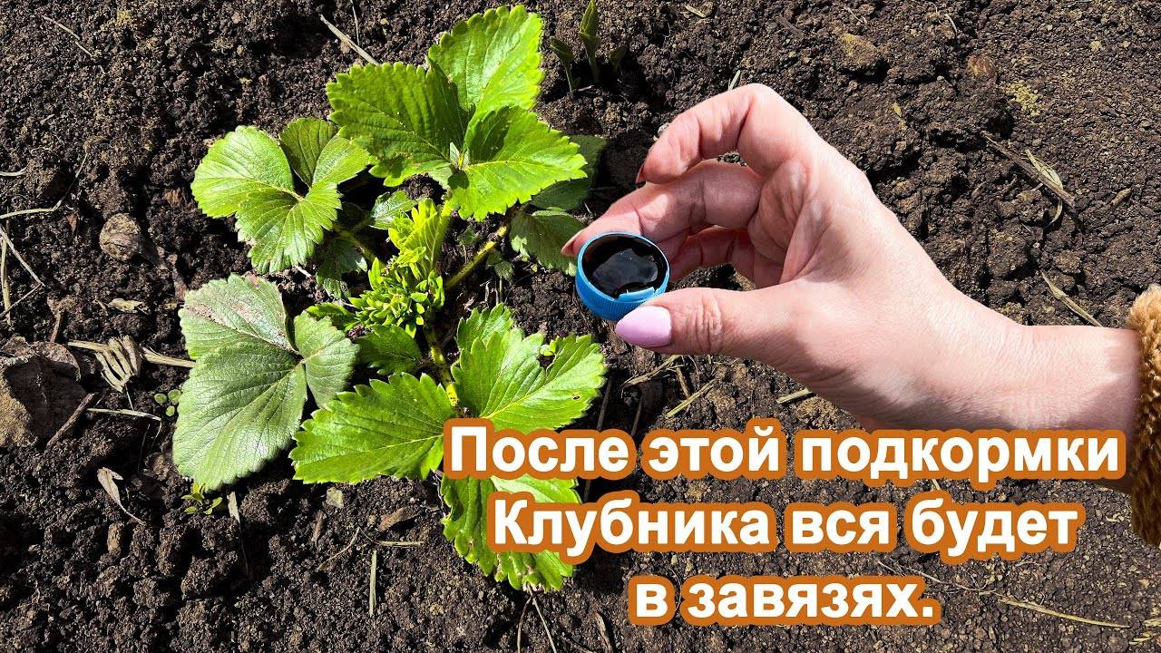 Клубника завалит ягодой если Весной внести ЭТО . Удобрение для цветения и плодоношения.