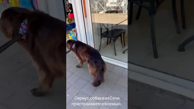 22-05-2025 Сириус, малыш из Сочи
