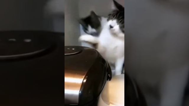 #голдазаподписку #funny #веля #pets #edit #animals #а4 #automobile #standoff2 #cat