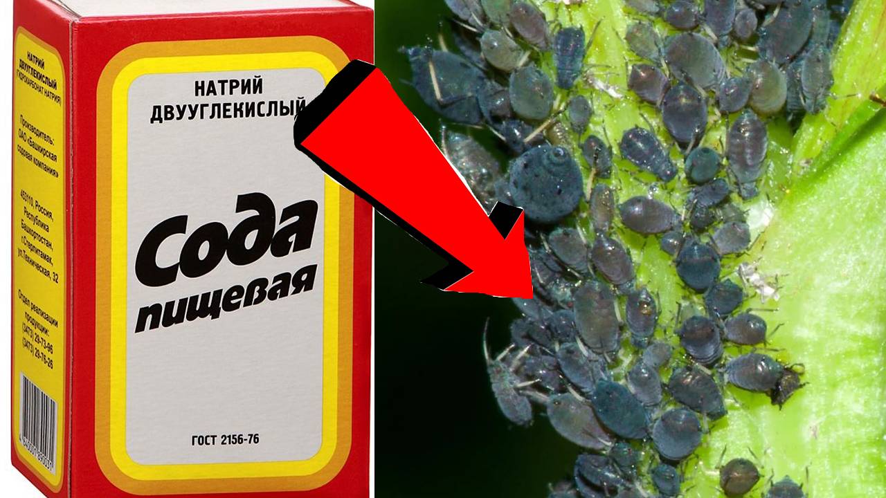 Как избавиться от тли за 3 Секунды!