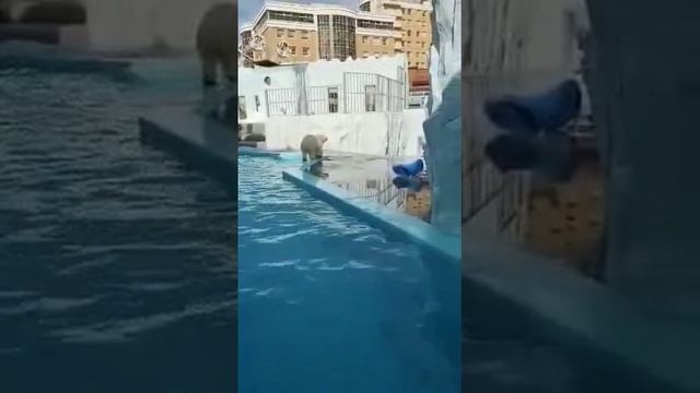 ТехБурСнаб в гостях у белого мишки