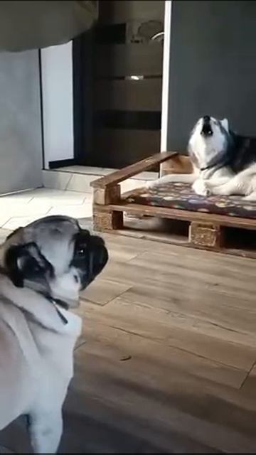 o_glavnom.mp4