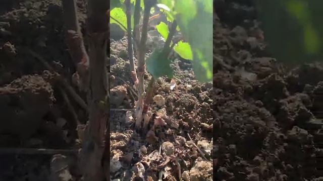 Уход за молодыми насаждениями винограда.