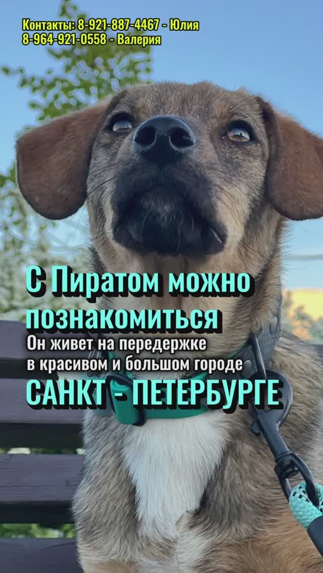 Пират - путь домой