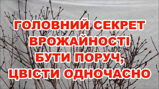 ЖИМОЛОСТЬ. Що купити для НАДІЙНОГО ВРОЖАЮ.
