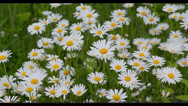 Музыка мечты и виды сказочного леса - PhotobiomodulationStates of Coincidence -- 10 Echo -- Unnamed