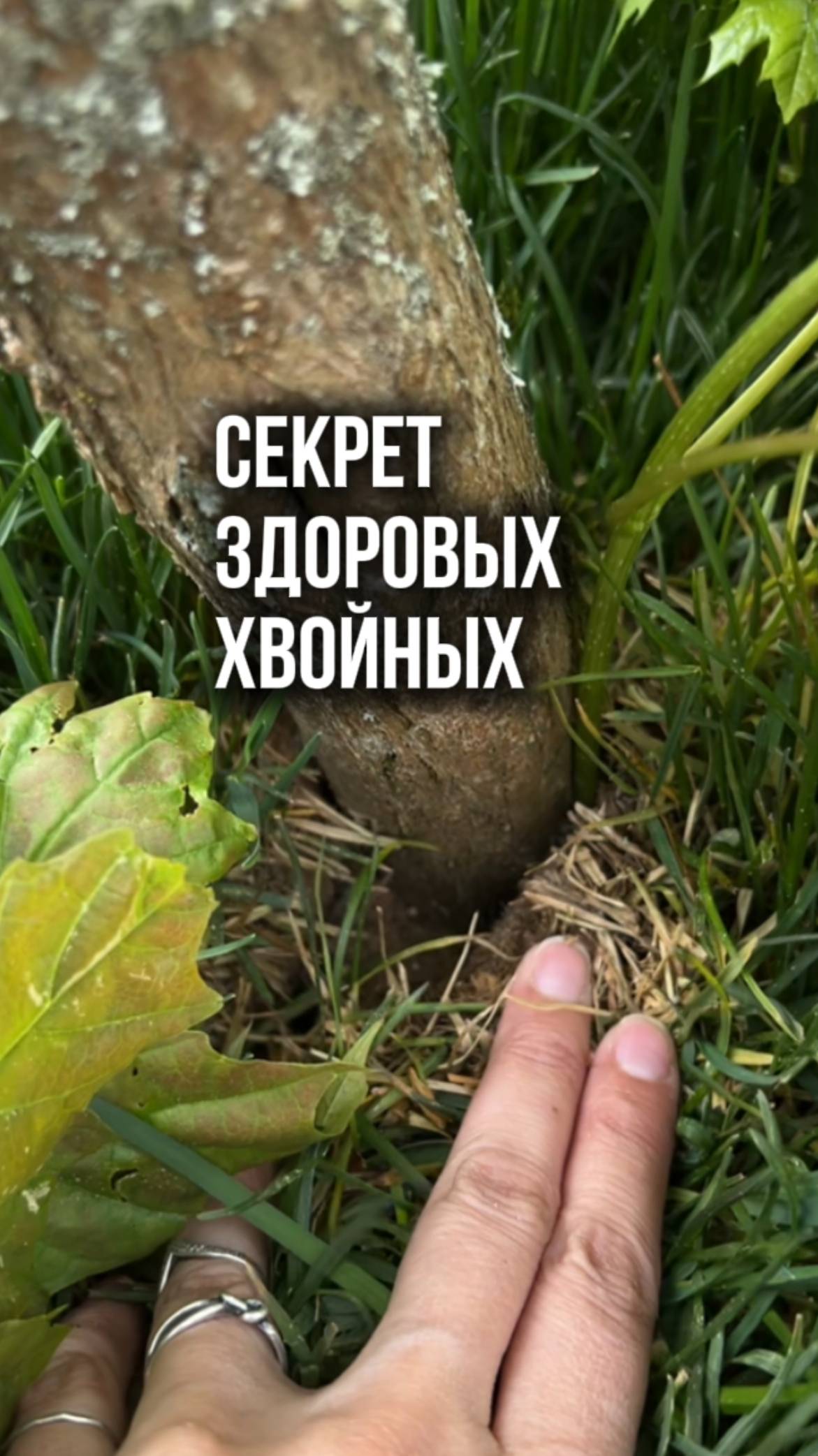 Секрет здоровых хвойных растений🤫