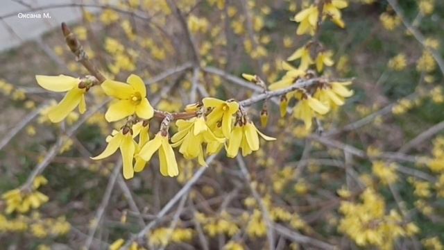 Прогулки по Южно-Сахалинску.mp4