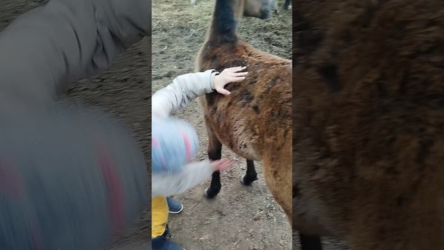 мои малыши с сыном
